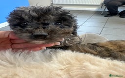 Cockapoo dogs for sale: Cockapoo puppies ready now  - Advert 11