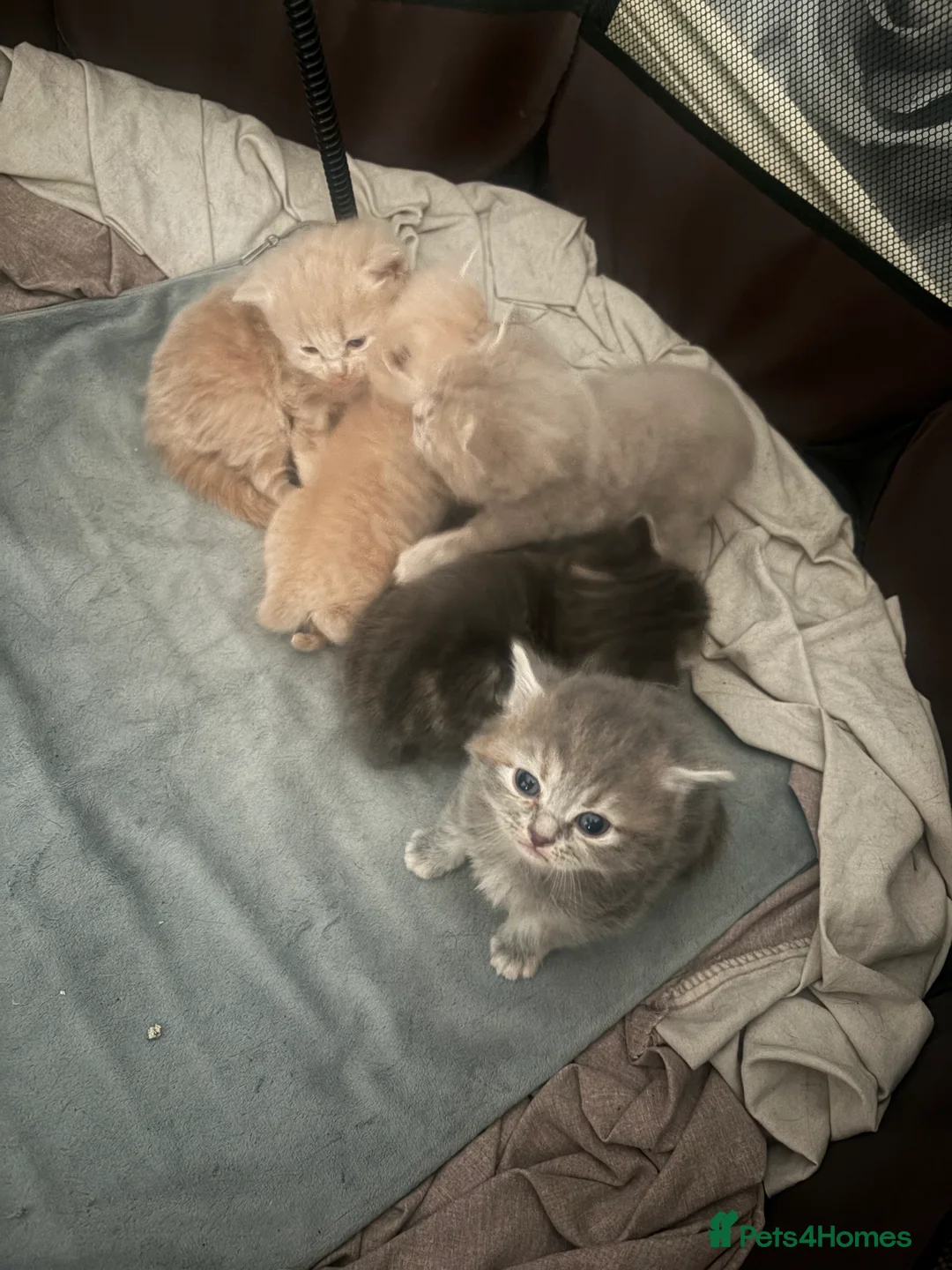 Mixed Breed cats for sale: British blue cross Norwegian  - Advert 11