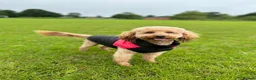 Cockapoo dogs for stud: Teddy, F1 Red Miniature Cockapoo  - Advert 1