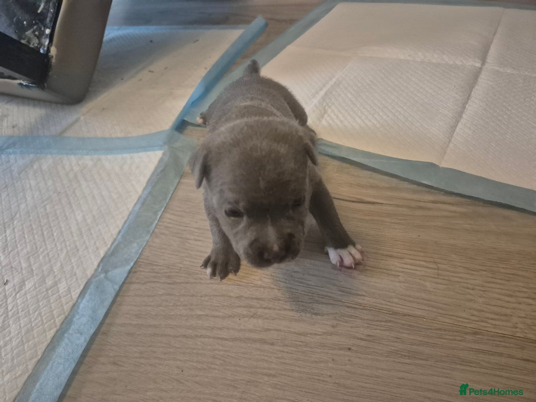 Staffordshire Bull Terrier dogs for sale: 5 staffordshire bull terrier puppies  - Advert 17