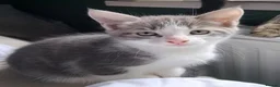 Mixed Breed cats for sale: Gorgeous mixed litter of kittens in Hatfield - Advert 3