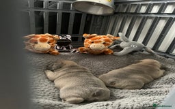French Bulldog dogs for sale: Our little Aida - new loving family home  - Image 11