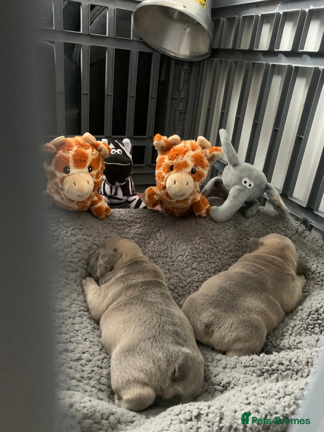 French Bulldog dogs for sale: Our little Aida - new loving family home  - Image 11
