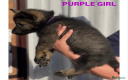 German Shepherd dogs for sale: Czech line German shepherds  - Image 5