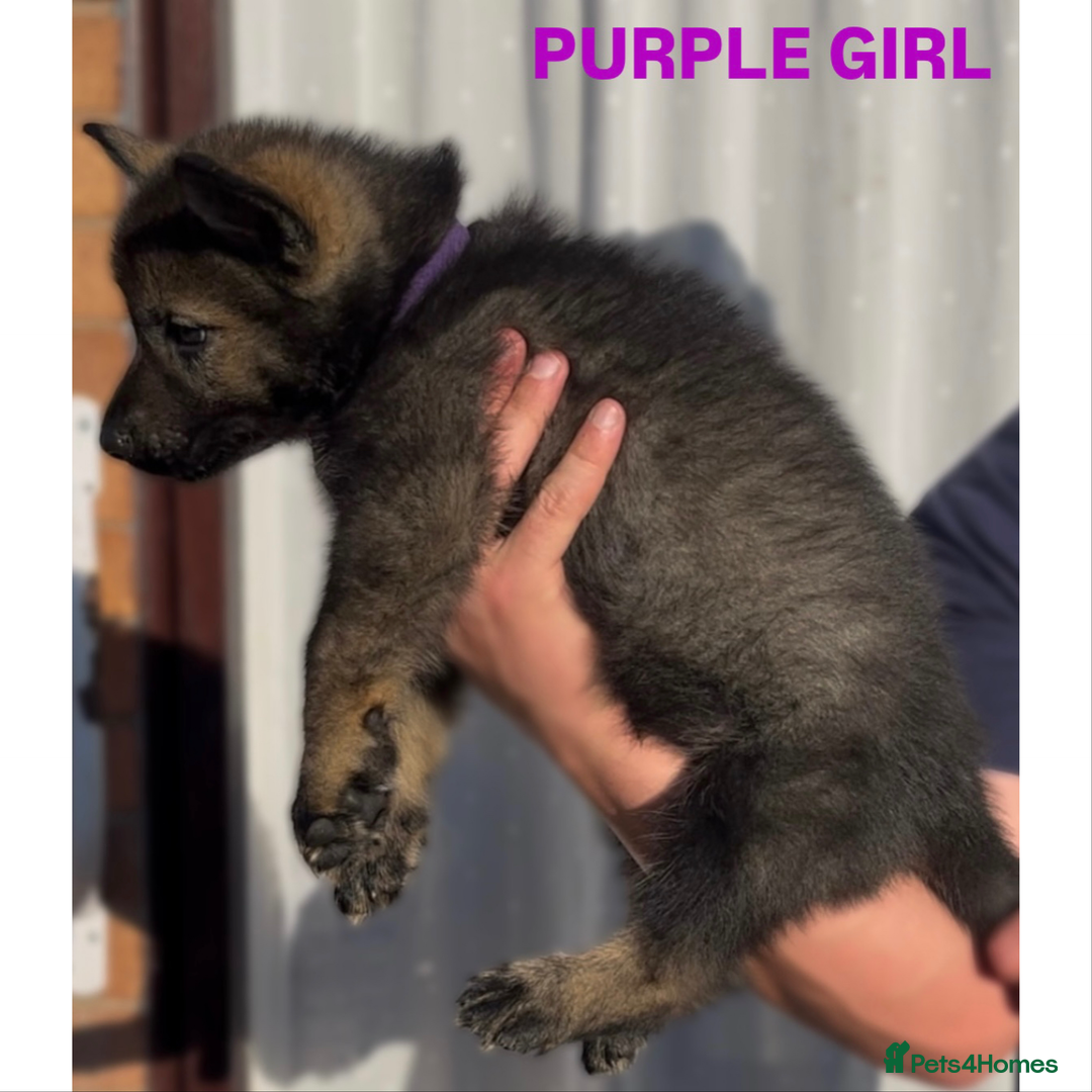 German Shepherd dogs for sale: Czech line German shepherds  - Image 5