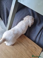 Mixed Breed dogs - Advert 3