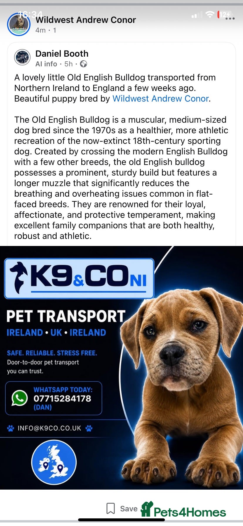 Olde English Bulldogge dogs Olde English bulldog 5 gen of health genetic clear - Advert 2