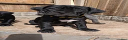 Cane Corso dogs for sale: Black female cane corsos puppies  - Advert 18