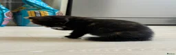 Mixed Breed cats for sale: 3 bsh cross kittens  - Advert 13