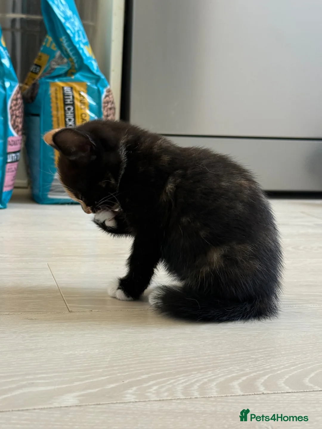 Mixed Breed cats for sale: 3 bsh cross kittens  - Advert 13