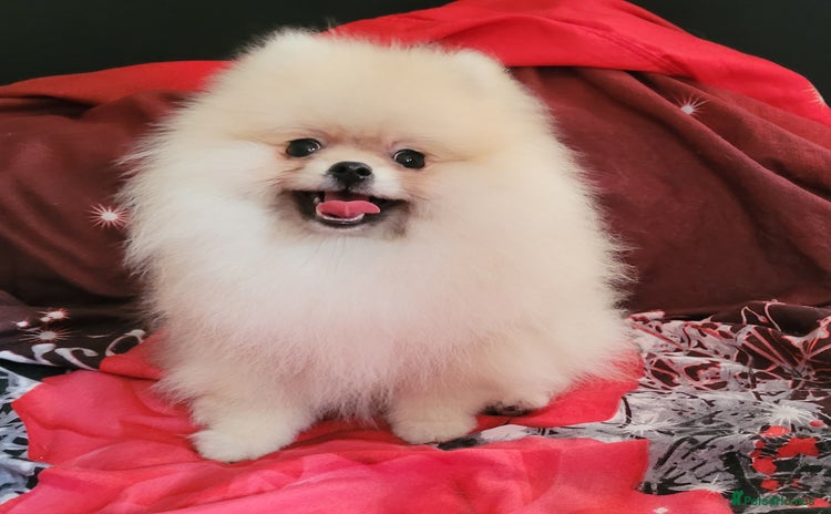 Pomeranian dogs in Brentwood - Advert 14