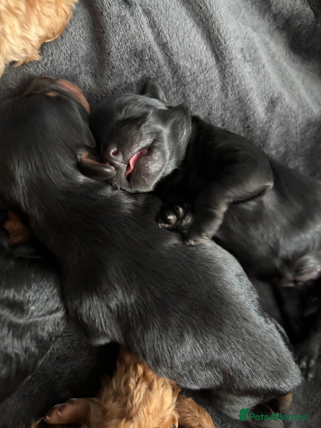 Cavapoochon dogs for sale: Toy Cavapoochons F1B - Advert 16