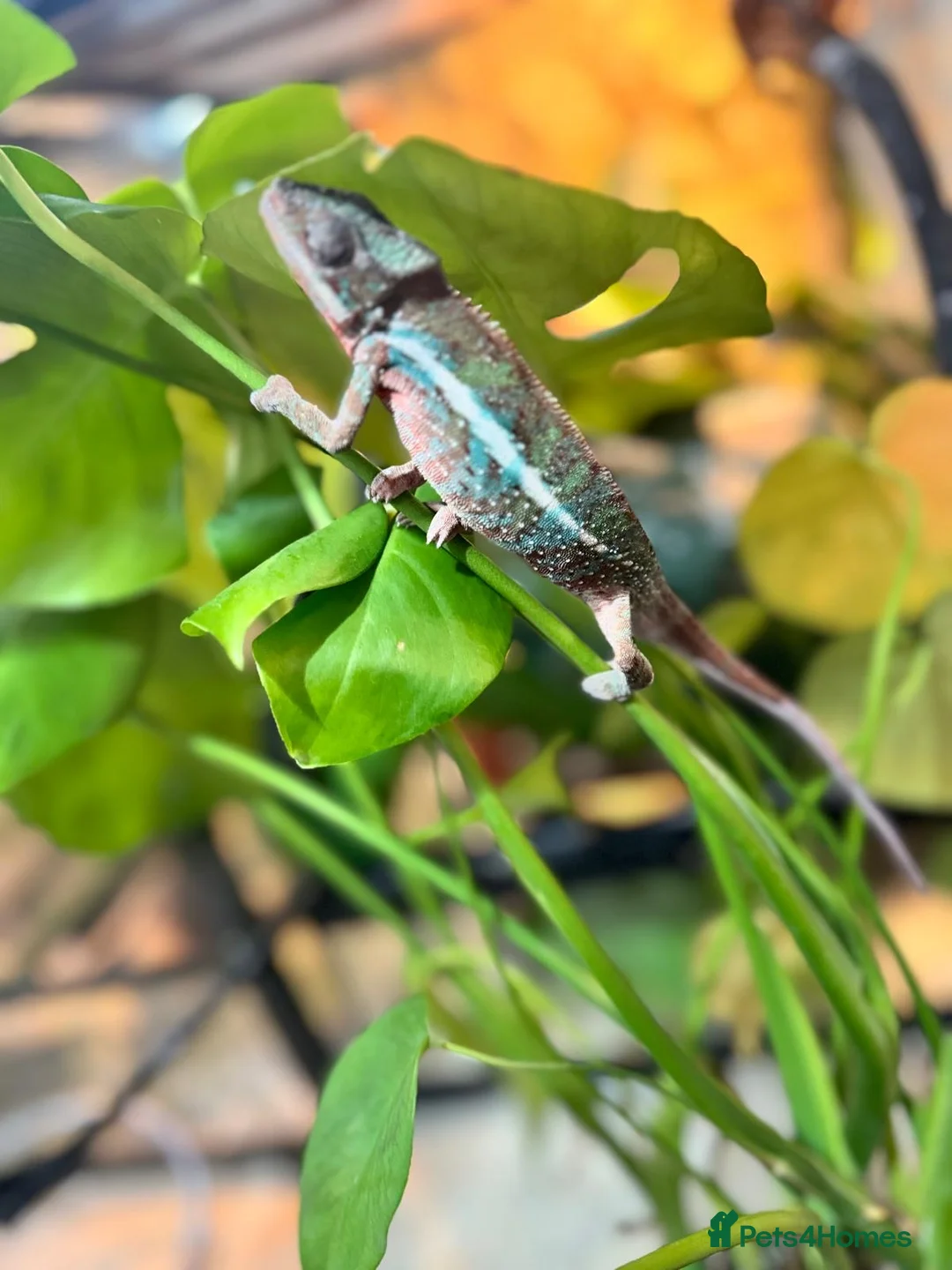 Chameleon reptiles for sale: Chameleons ambilobe - Advert 10
