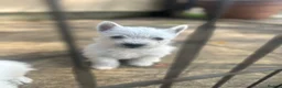 West Highland Terrier dogs for sale: West highland terrier puppies - Advert 2