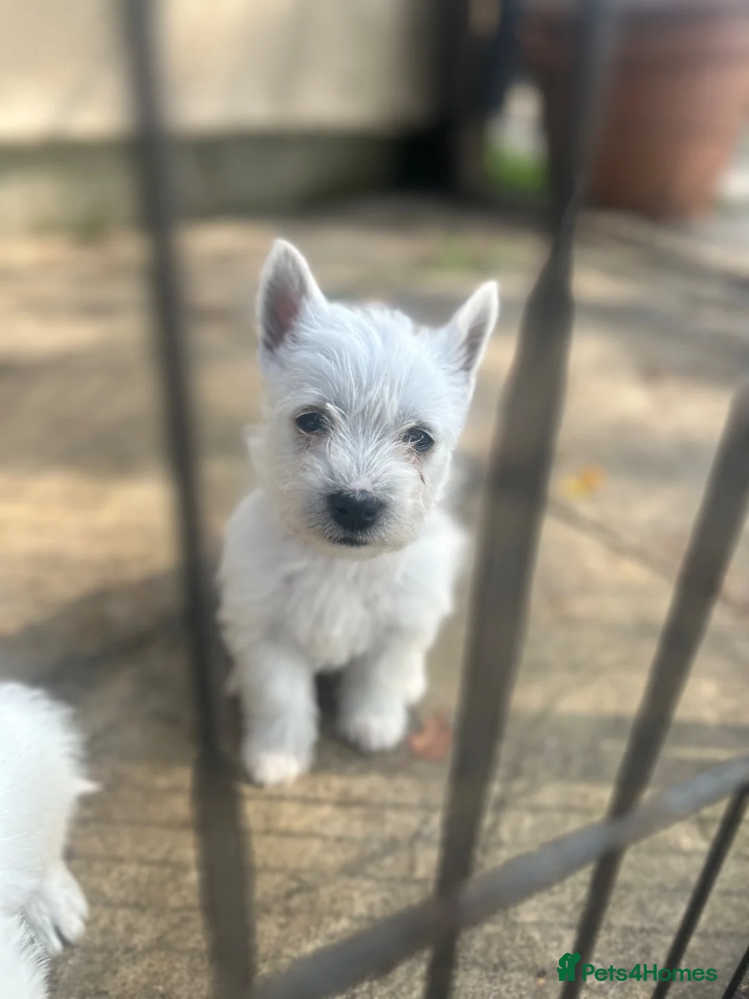 West Highland Terrier dogs for sale: West highland terrier puppies - Advert 2
