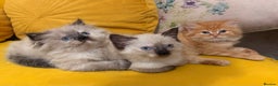 Mixed Breed cats for sale: Ragdoll X Persian kittens  - Advert 10