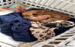 Jack Russell dogs for sale: Female Merle jack russell - Image 3