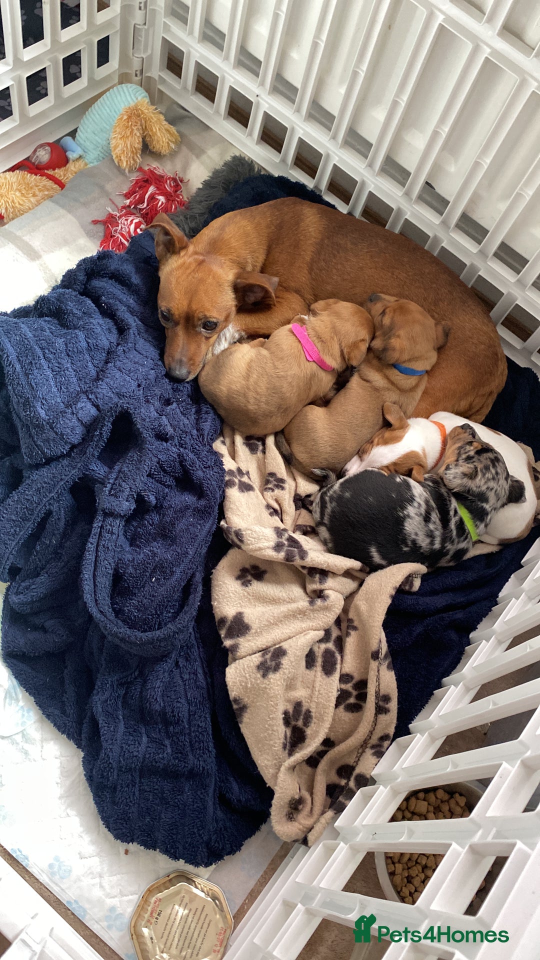 Jack Russell dogs for sale: Female Merle jack russell - Image 3