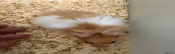 Hamster rodents for sale: Baby Syrian hamsters - Advert 7