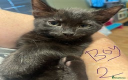 Bengal cats for sale: Kitten ❤️ - Image 5