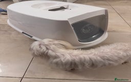 Maltese dogs for sale: Beautiful Jake Maltese boy puppy - Advert 2