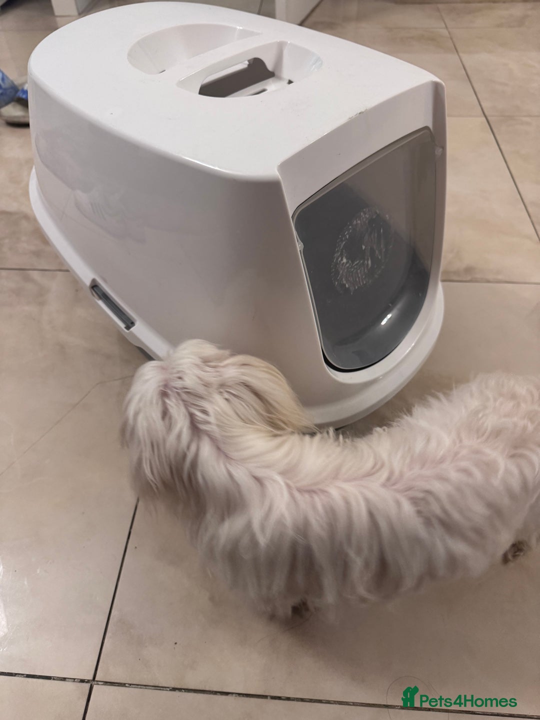 Maltese dogs for sale: Beautiful Jake Maltese boy puppy - Advert 2