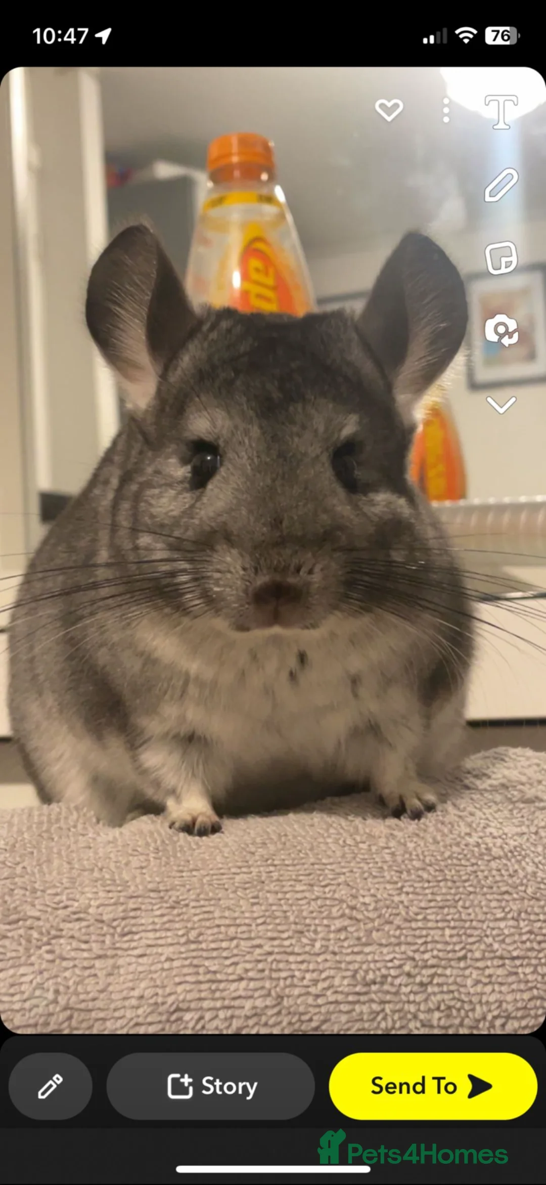 Chinchilla rodents for sale: Looking for  a good home - Advert 2