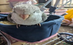 Parakeets birds for sale: Hand reared tamed white and cobalt Quaker parrots  - Image 6