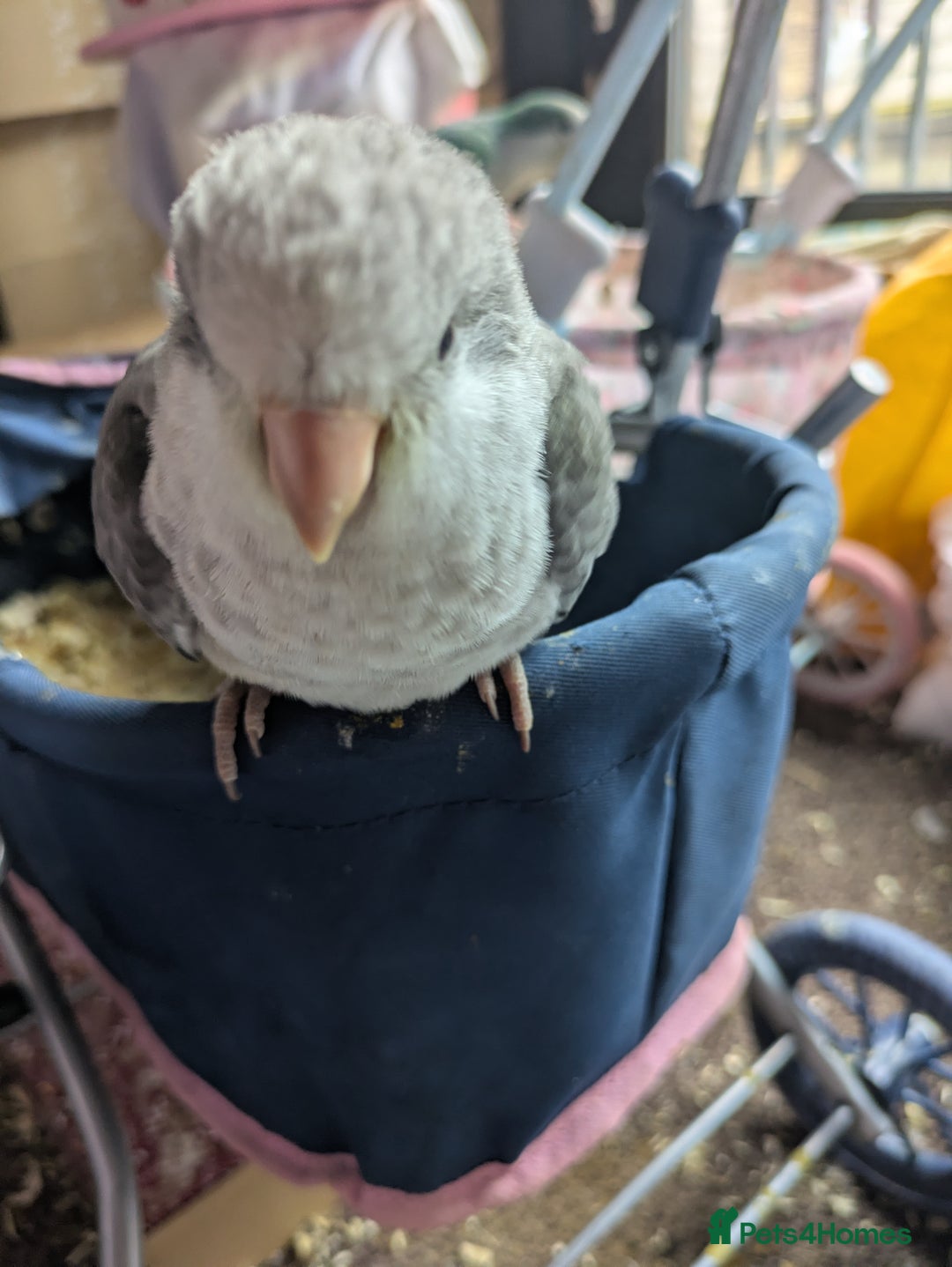 Parakeets birds for sale: Hand reared tamed white and cobalt Quaker parrots  - Image 6