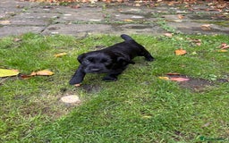 Cocker Spaniel dogs for sale: BLACK WORKING COCKER SPANIELS - Bitch and Dog - Image 26