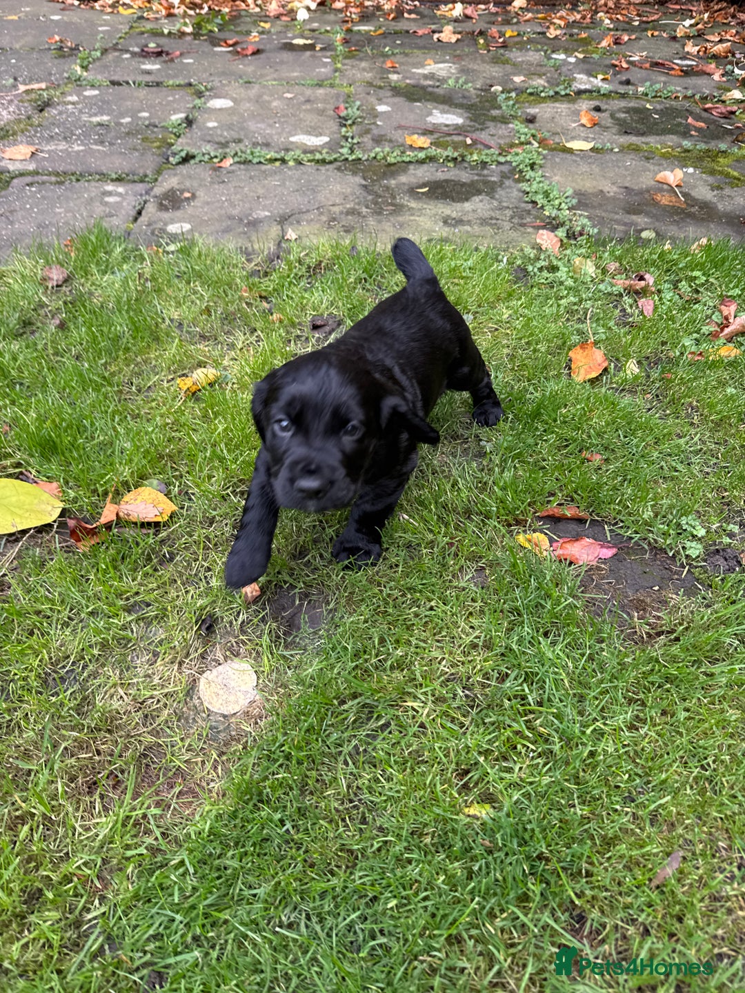 Cocker Spaniel dogs for sale: BLACK WORKING COCKER SPANIELS - Bitch and Dog - Image 26