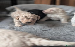 Toy Poodle dogs for sale: Toy poodles Genetic health tested  - Image 20