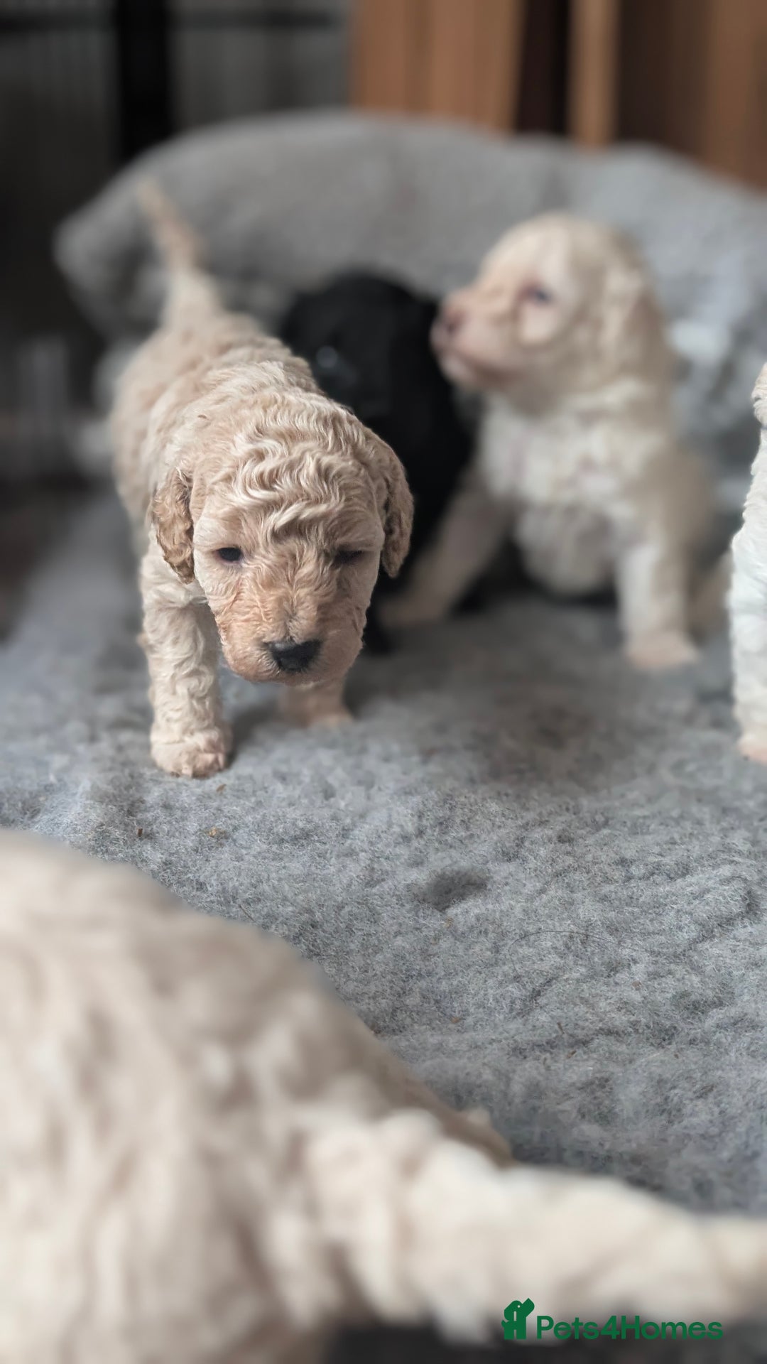 Toy Poodle dogs for sale: Toy poodles Genetic health tested  - Image 20
