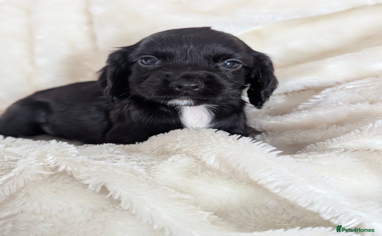 Cocker Spaniel dogs - Advert 7