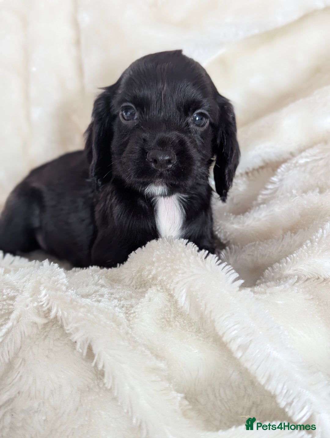 Cocker Spaniel dogs for sale: Beautiful black working cocker spaniel puppies  - Image 1