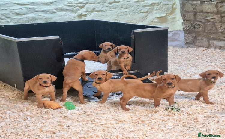 Hungarian Vizsla dogs - Advert 15