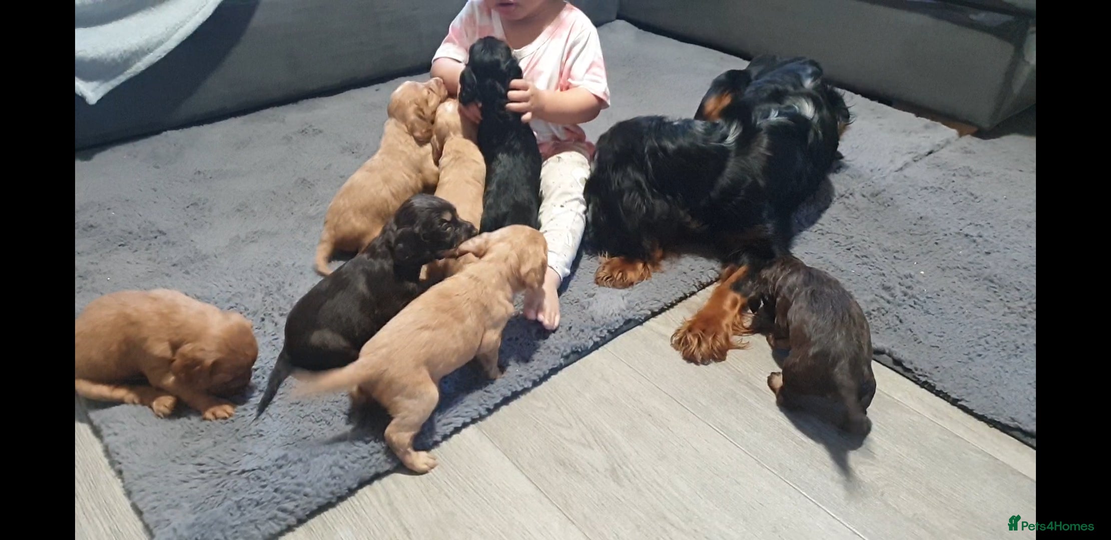 Cocker Spaniel dogs 4 Cocker Spaniel Puppies/ Health Tested Parents ❤ - Advert 6