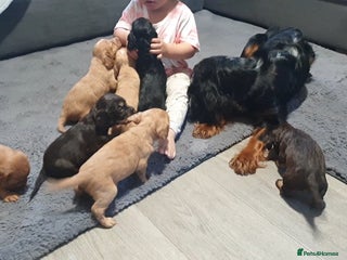 Cocker Spaniel dogs 4 Cocker Spaniel Puppies/ Health Tested Parents ❤ - Advert 6