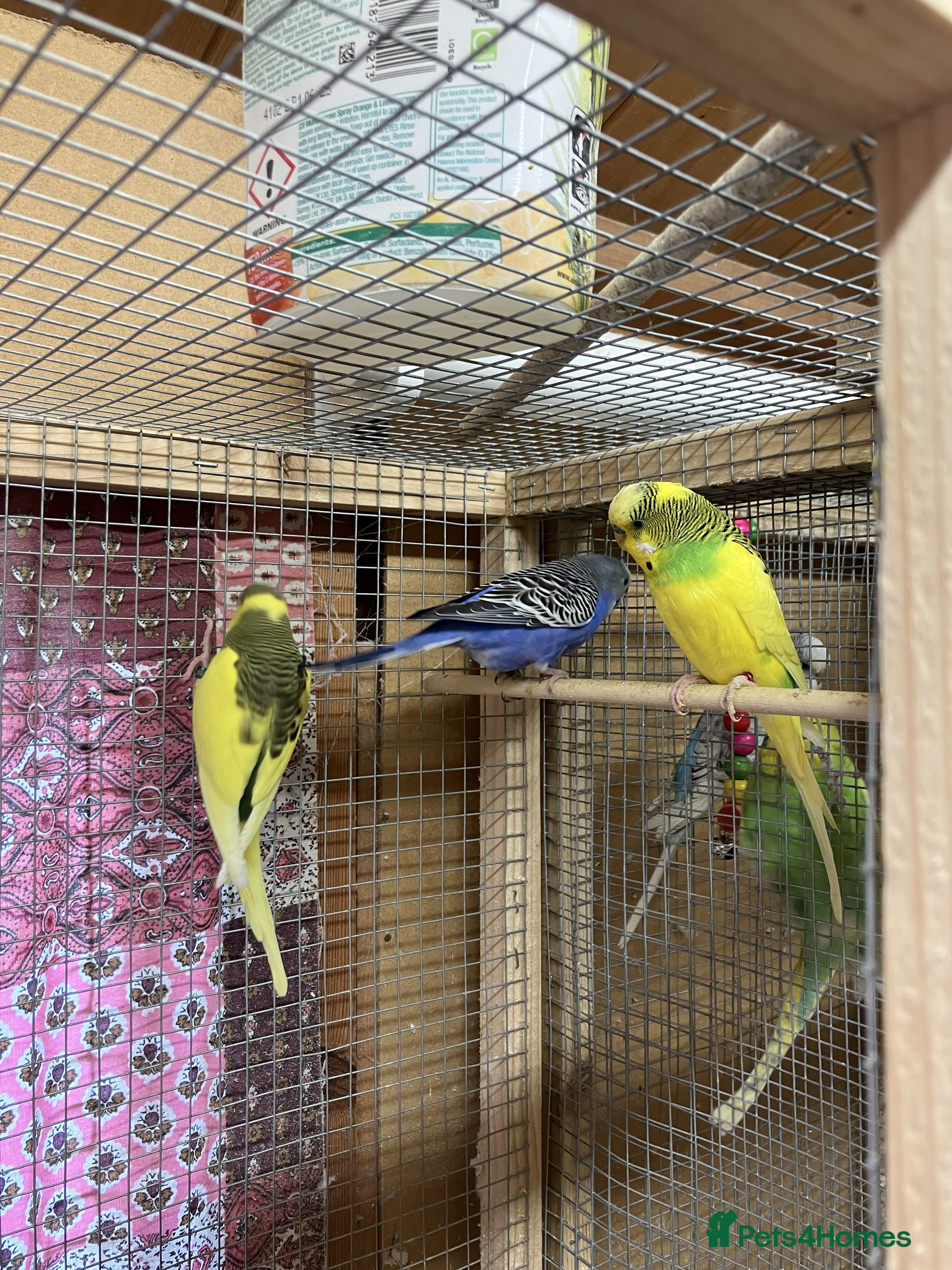 Budgerigars birds Young and Adult Budgerigars for sale - Advert 1