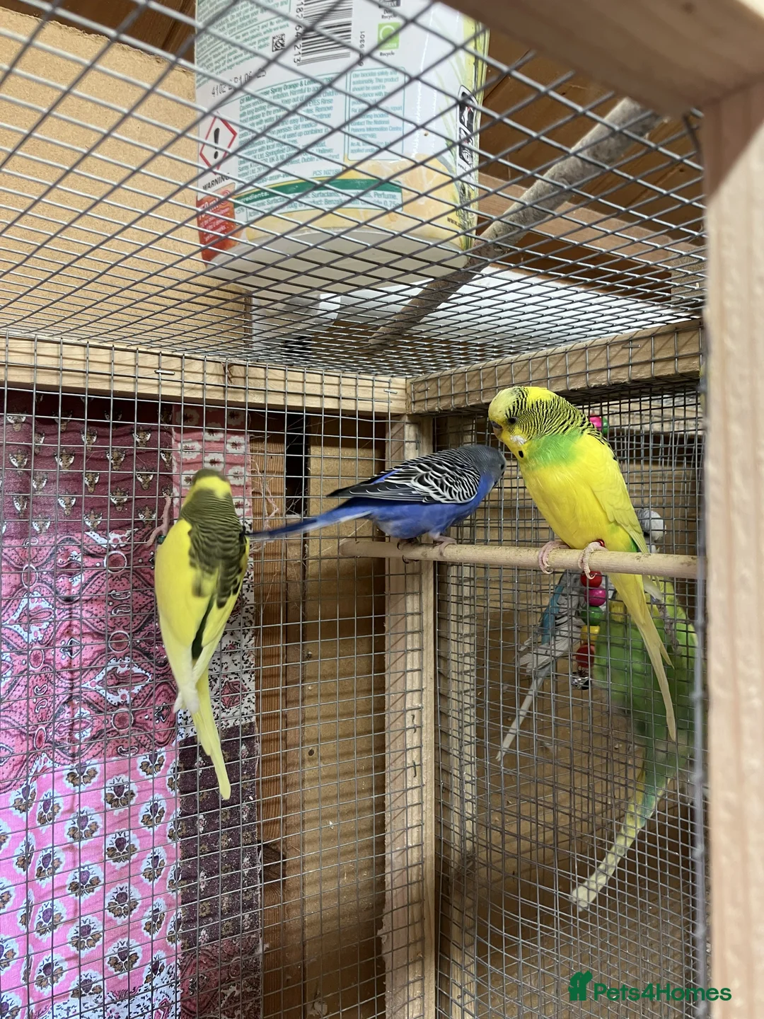 Budgerigars birds for sale: Young and Adult Budgerigars for sale in Sutton - Advert 1