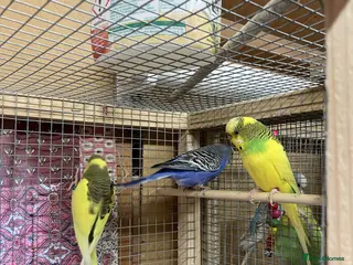 Budgerigars birds Young and Adult Budgerigars for sale - Advert 1