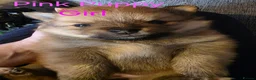 Pomeranian dogs for sale: 3 Beautiful pomeranian puppies for sale - Advert 22