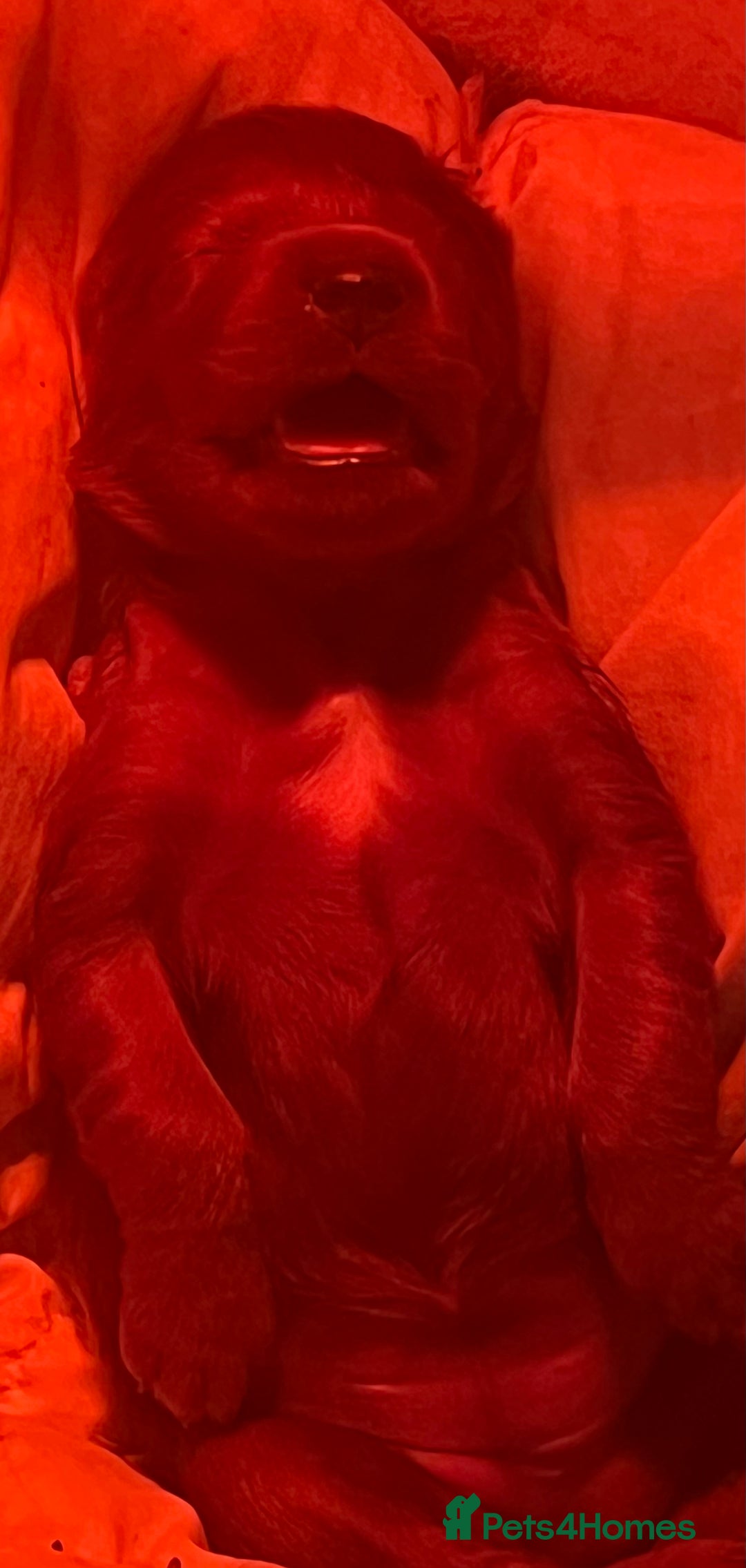 Irish Setter dogs for sale: Quality Irish setter puppies KC Registered - Advert 5