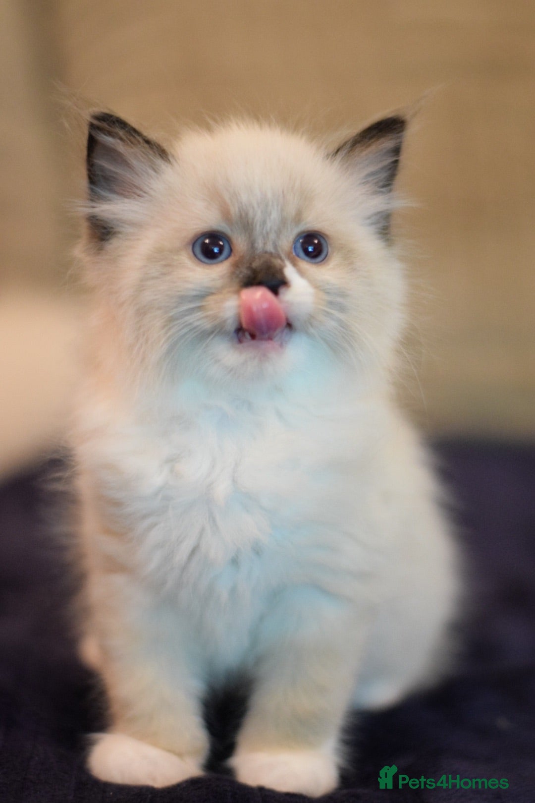 Ragdoll cats Beautiful Ragdoll kittens  - Advert 2