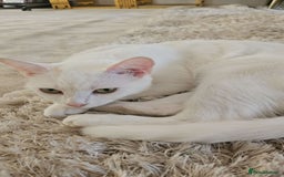 Mixed Breed cats for sale: FREE STUFF WITH CAT!! in Bolton - Image 3