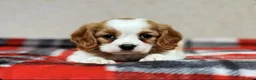 Cavalier King Charles Spaniel dogs for sale: Stunning KC Cavalier King Charles Spaniel puppies. in Holywell - Advert 5