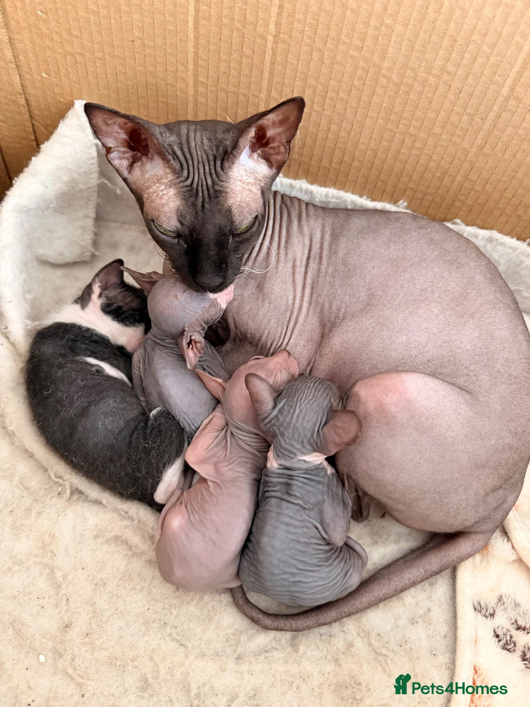 Sphynx cats for sale: Beautiful Sphynx kittens 🩵🩷 🐾  - Advert 18