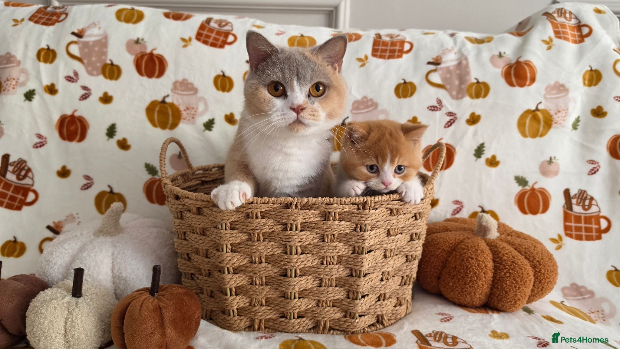 British Shorthair cats Beautiful British shorthair babies available  - Advert 12