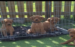 Labrador Retriever dogs for sale: Red fox labrador puppy's  - Image 26