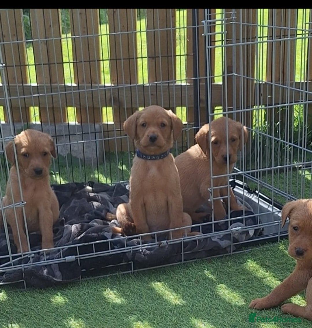 Labrador Retriever dogs for sale: Red fox labrador puppy's  - Image 26